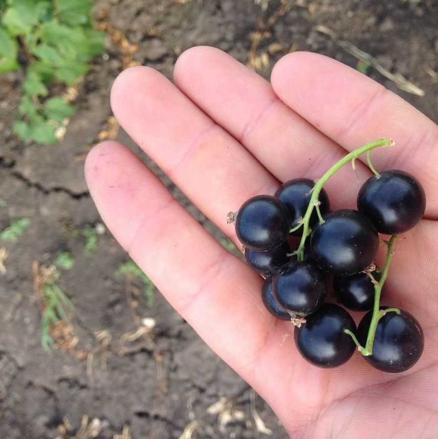 Ribes nigrum "Leningradski velikan"