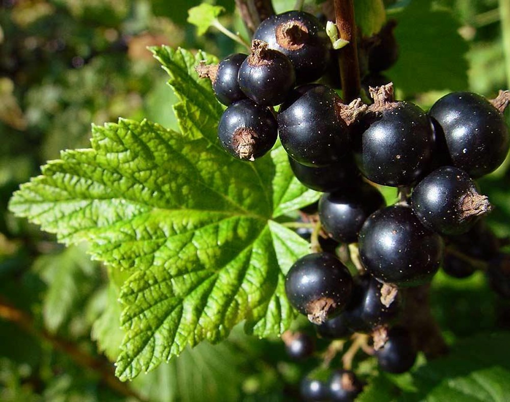 Смородина чёрная "Минай Шмырёв" (Ribes nigrum "Minai Shmirjov")