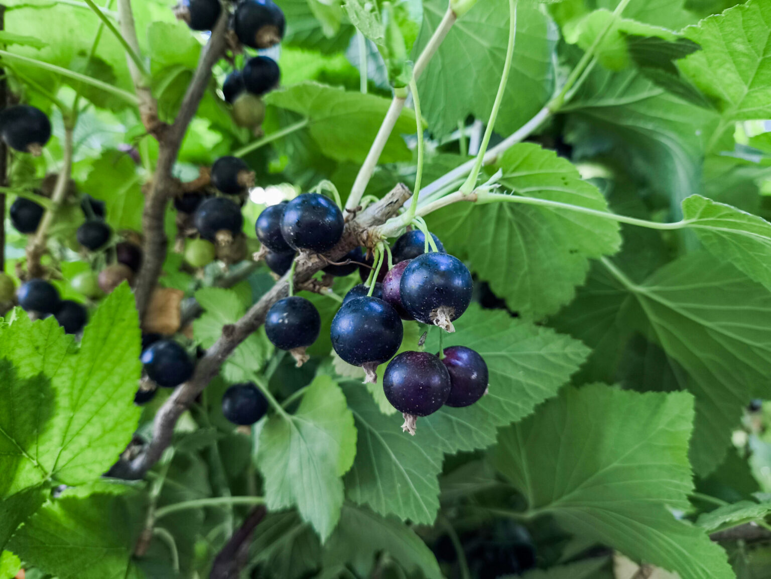 Ribes nigrum "Ojebyn" on a stem