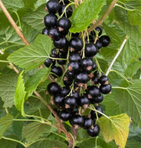 Ribes nigrum "Pamjati Vavilova"