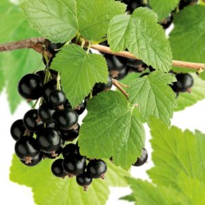 Ribes nigrum "Stor Klas"