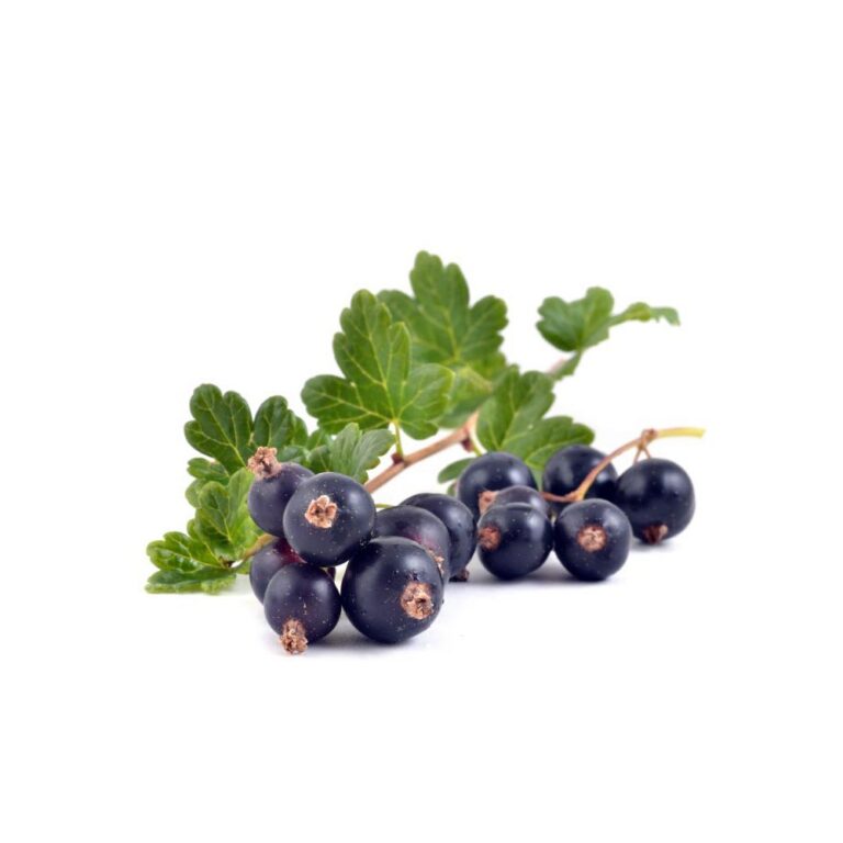 Ribes nigrum "Summer Pearls Black"