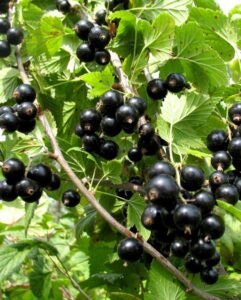 Ribes nigrum "Sjuita Kijevskaja"