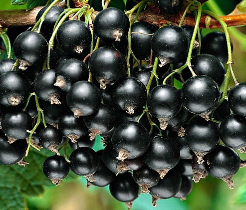 Ribes nigrum "Titania"