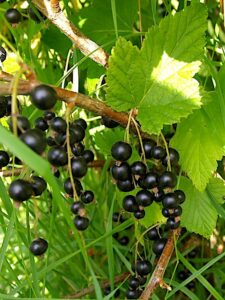 Ribes nigrum "Triton"
