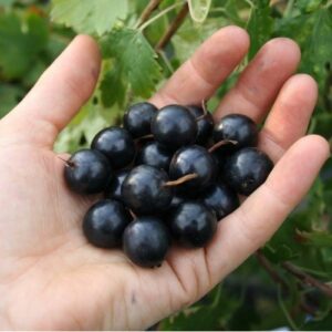 Ribes nigrum "Tšernõi Žemtšug"