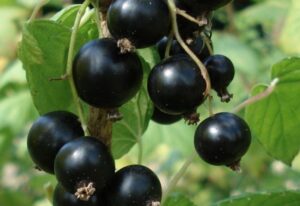 Ribes nigrum "Zagadka"