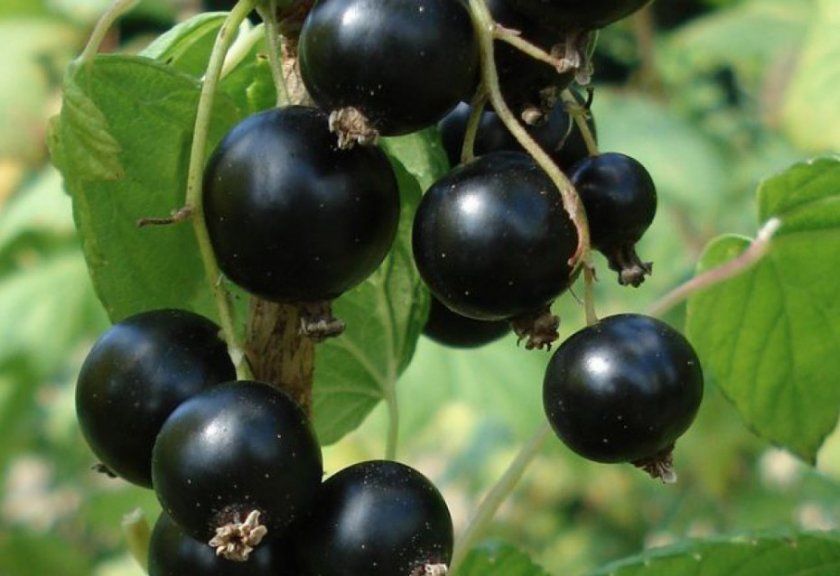 Ribes nigrum "Zagadka"
