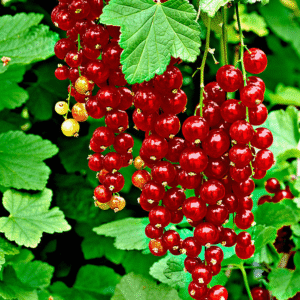 Ribes rubrum "Jonkheer van Tets"