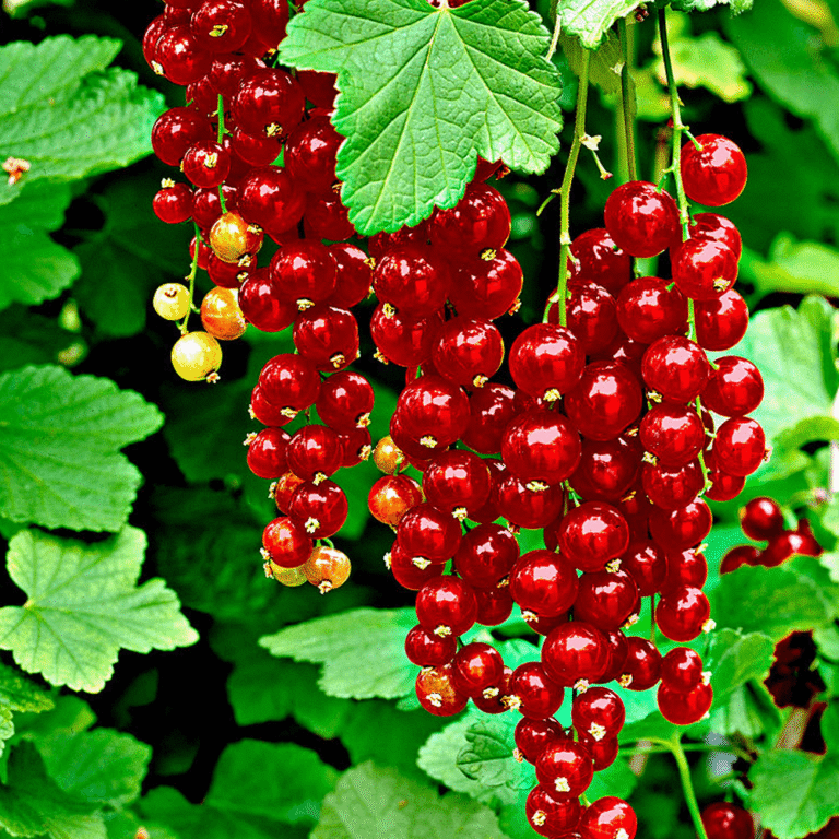 Ribes rubrum "Jonkheer van Tets"