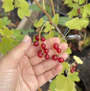 Ribes rubrum "Rondom"