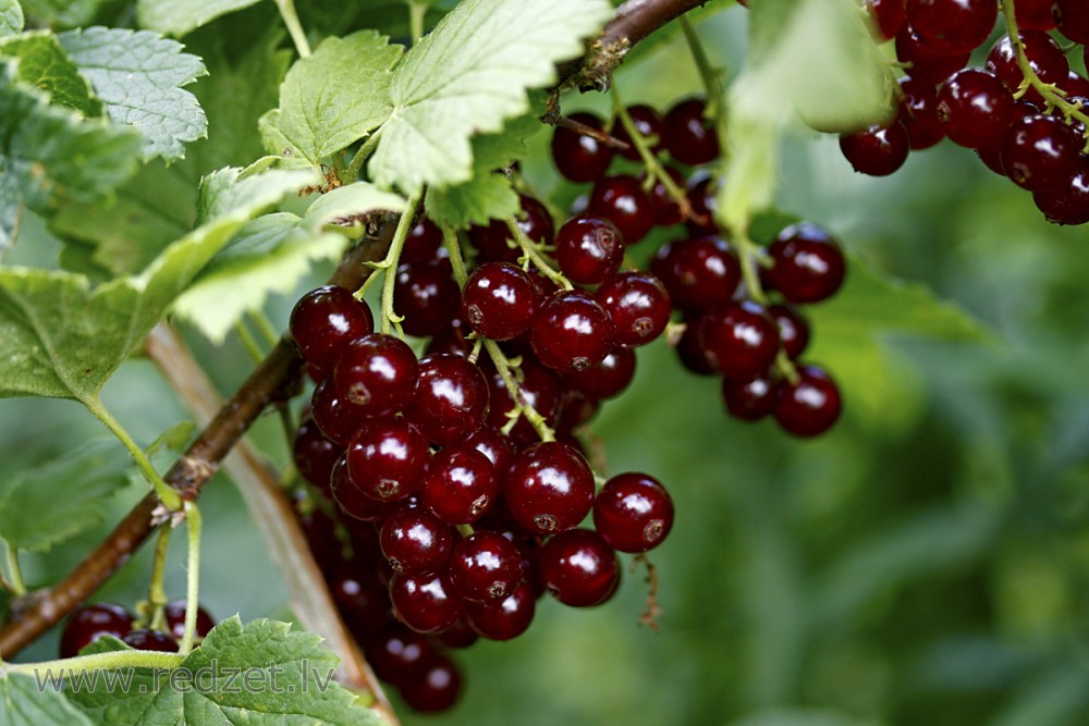 Ribes rubrum "Vīksnes Tumši Sarkanā"