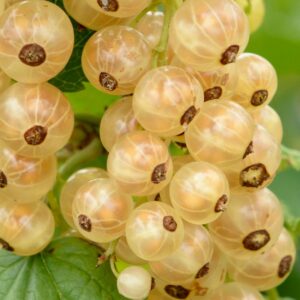 Ribes rubrum "Werdavia"