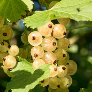 Ribes rubrum "Witte Hollander"