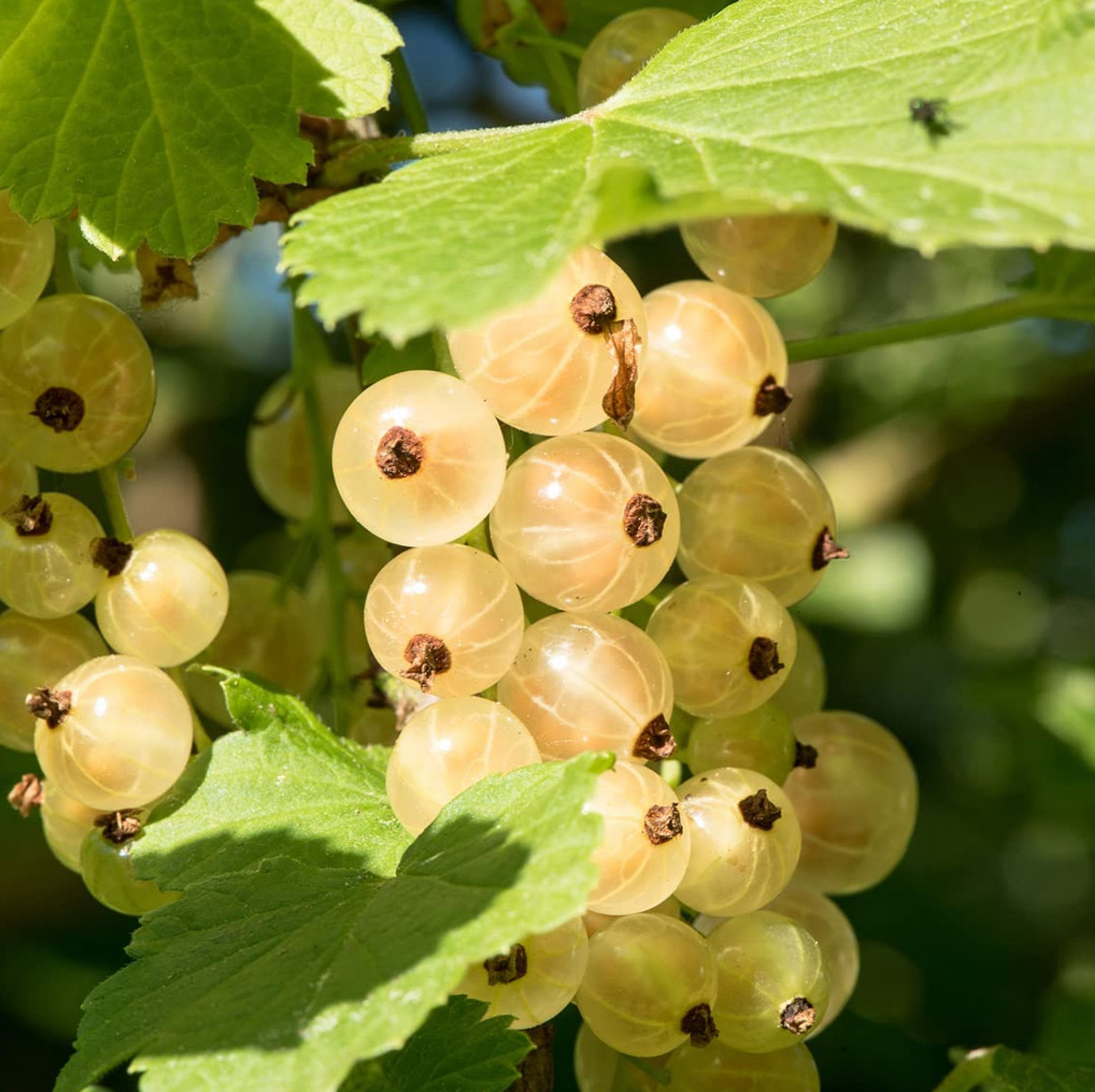 Ribes rubrum "Witte Hollander"