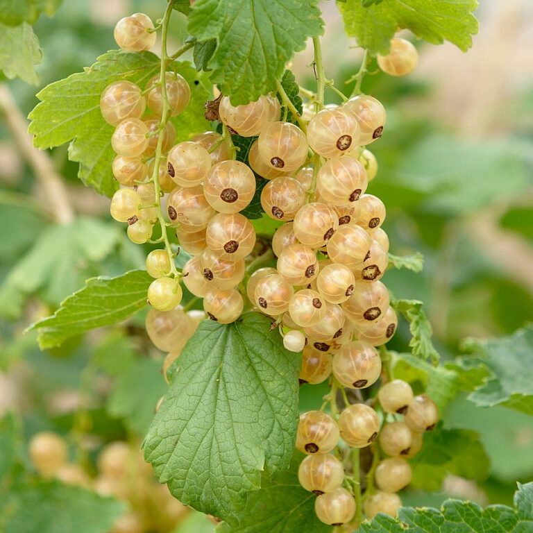 Ribes rubrum "Zitavia"