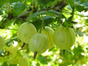 Ribes uva crispa "Hinnonmäki Green"