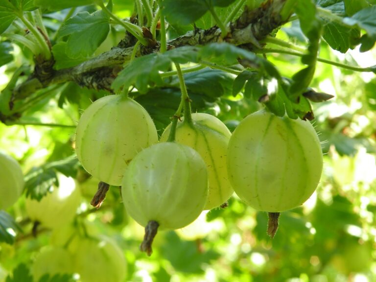 Ribes uva crispa "Hinnonmäki Green"