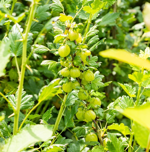 Ribes uva-crispa "Invicta"