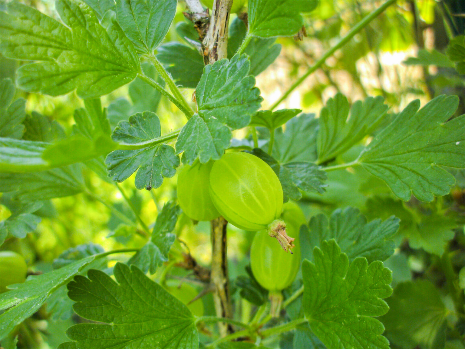 Ribes uva-crispa "Invicta" (varsi)