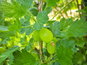 Ribes uva-crispa "Invicta" (tüvel)