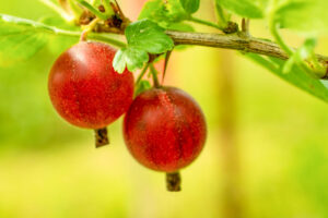 Ribes uva-crispa "Severnõj Kapitan"