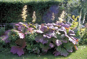 Rodgersia podophylla "Braunlaub"