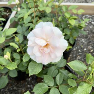 Rosa "A Whiter Shade of Pale"