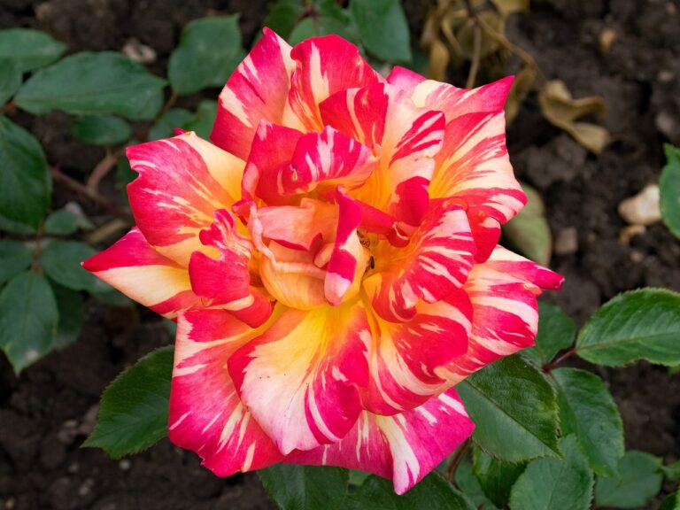 Rosa "Caribia"