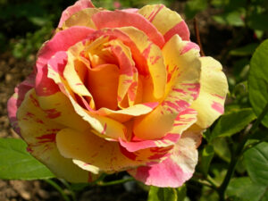 Rosa "Claude Monet"
