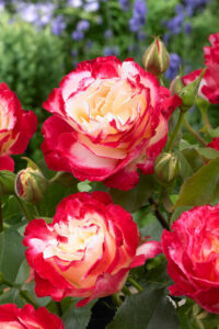 Rosa "Double Delight"