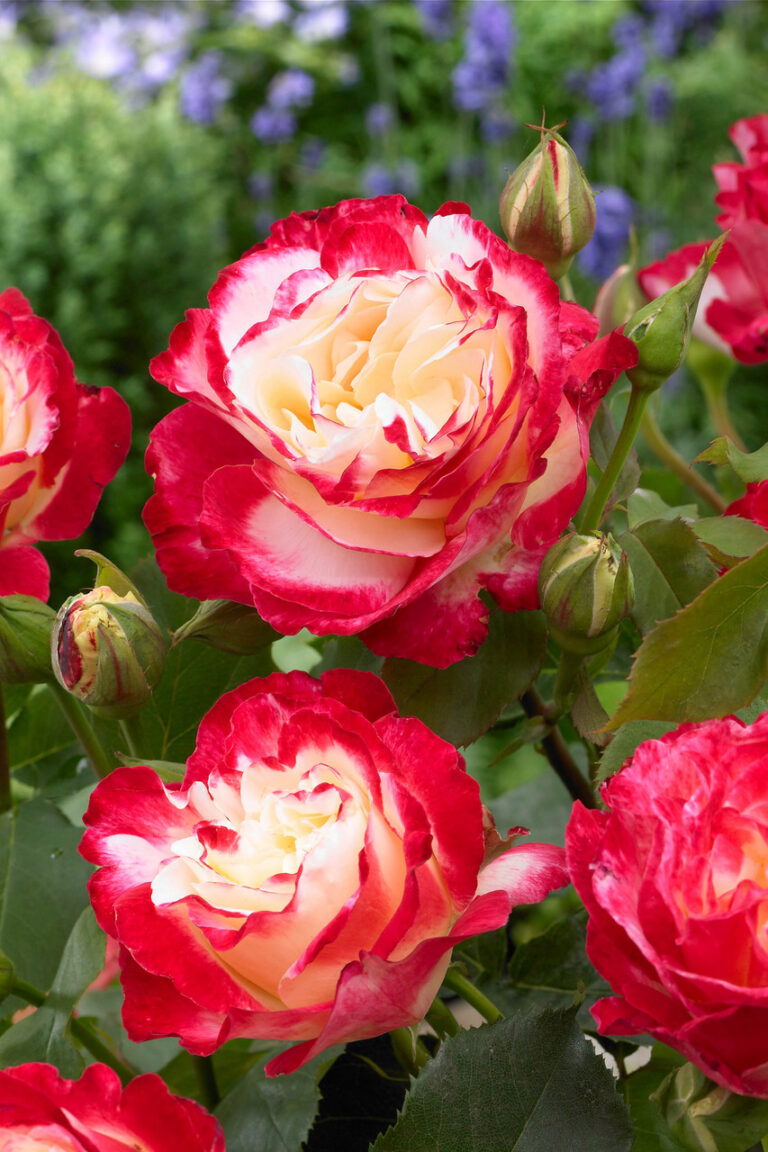 Роза "Double Delight"