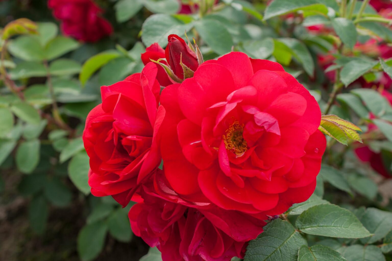 Rosa "Hansaland"
