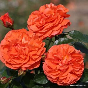 Роза "Orangerie"