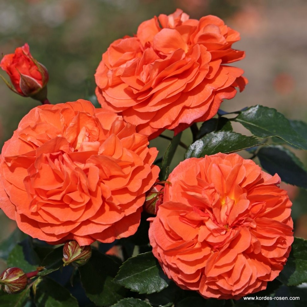 Роза "Orangerie"