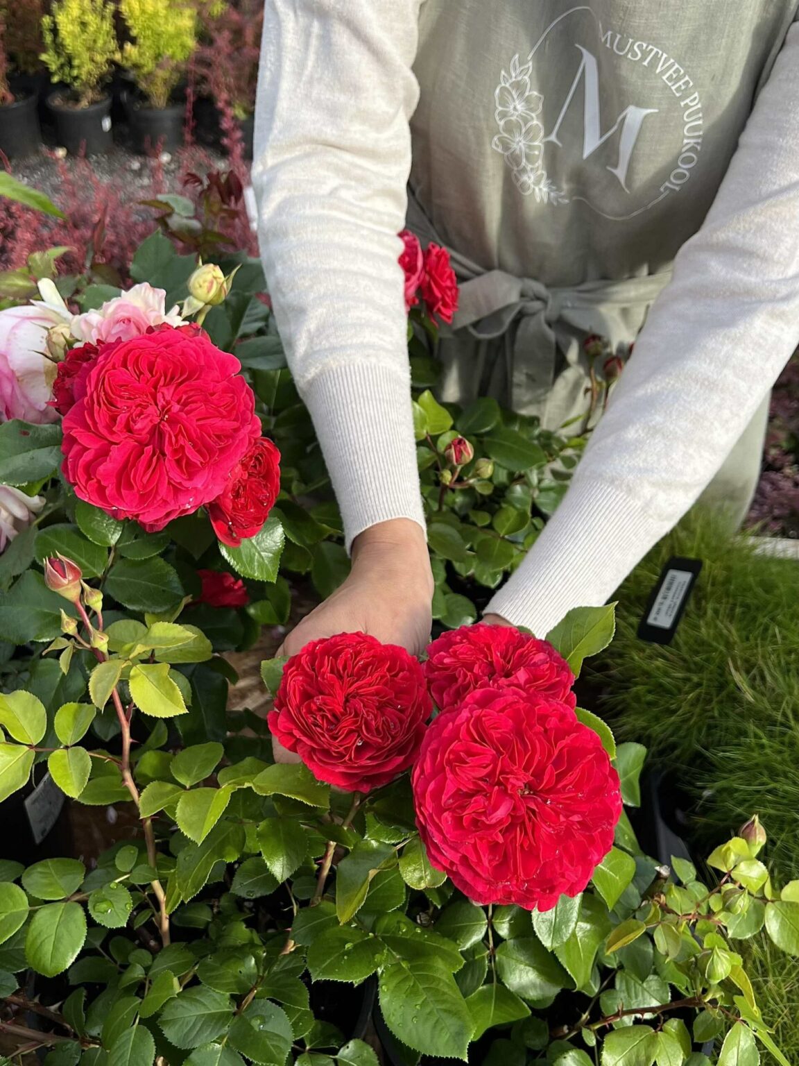 Rosa "Red Leonardo da Vinci"