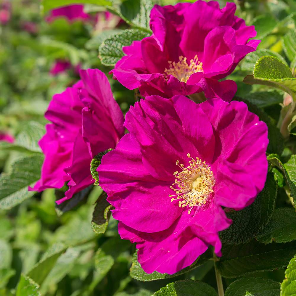 Rosa rugosa "Rubra"