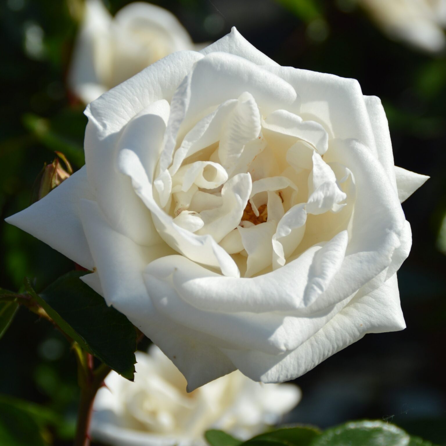 Rosa "White New Dawn"