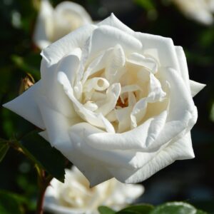Роза "White New Dawn"