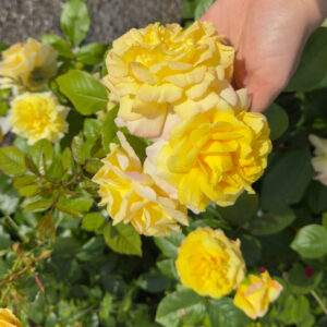 Роза "Super Dream Yellow"