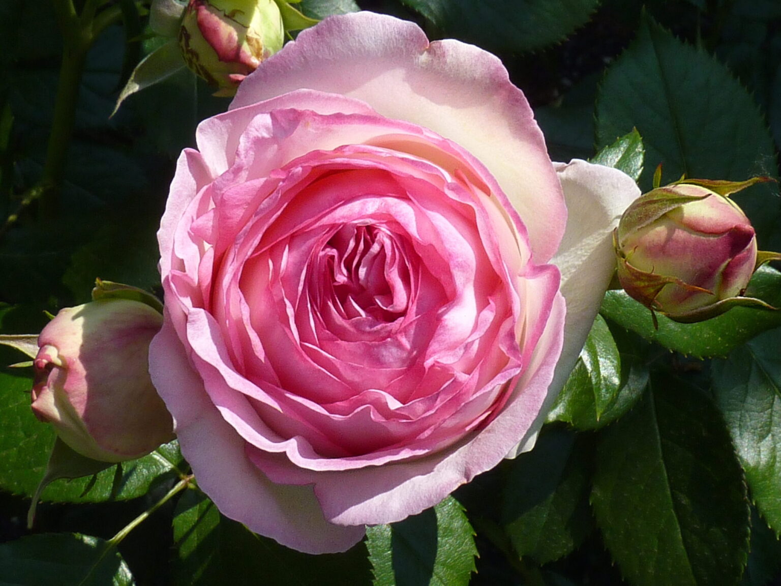 Rosa "Eden Rose"