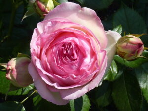 Rosa "Eden Rose"