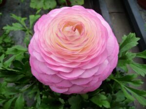 Ranunculus "Pink"