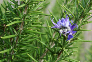 Rosmarinus officinalis