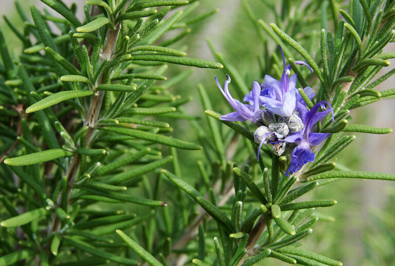 Rosmarinus officinalis