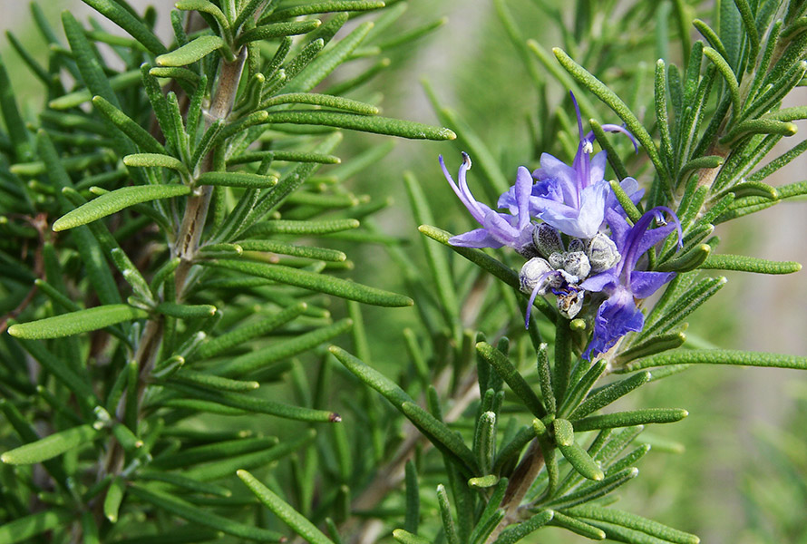 Rosmarinus officinalis