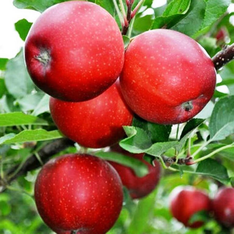 Malus domestica "Rubin"