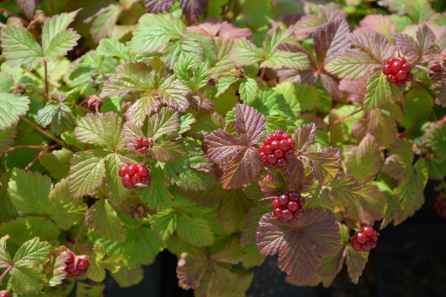 Rubus arcticus "Marika" P9