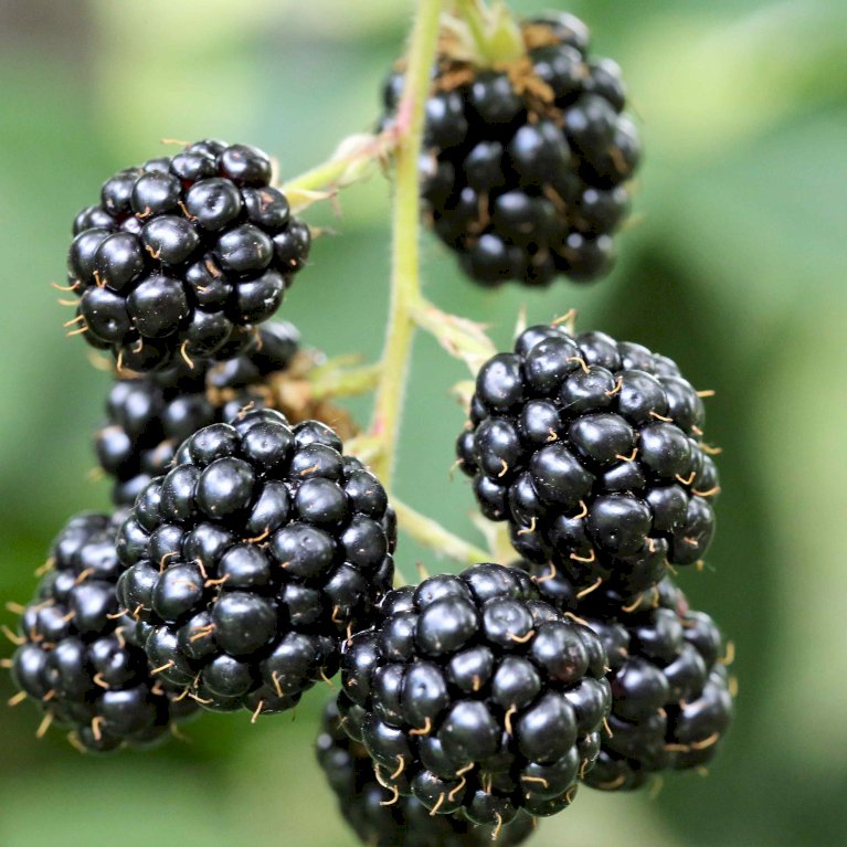 Rubus fruticosus "Black Satin"