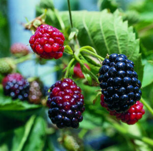 Ежевика "Thornfree" (Rubus fruticosus "Thornfree")